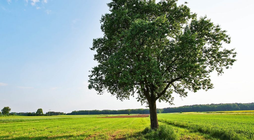 Healthy Tree