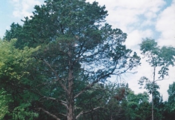 Cedar