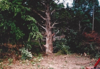 Cedar