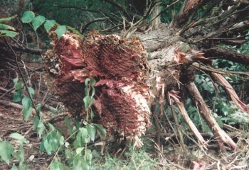 Cedar