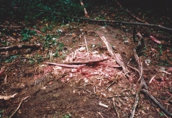 Cedar Tree Cut off
