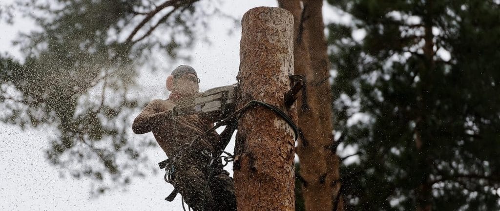 Cutting a tree with a chainsaw