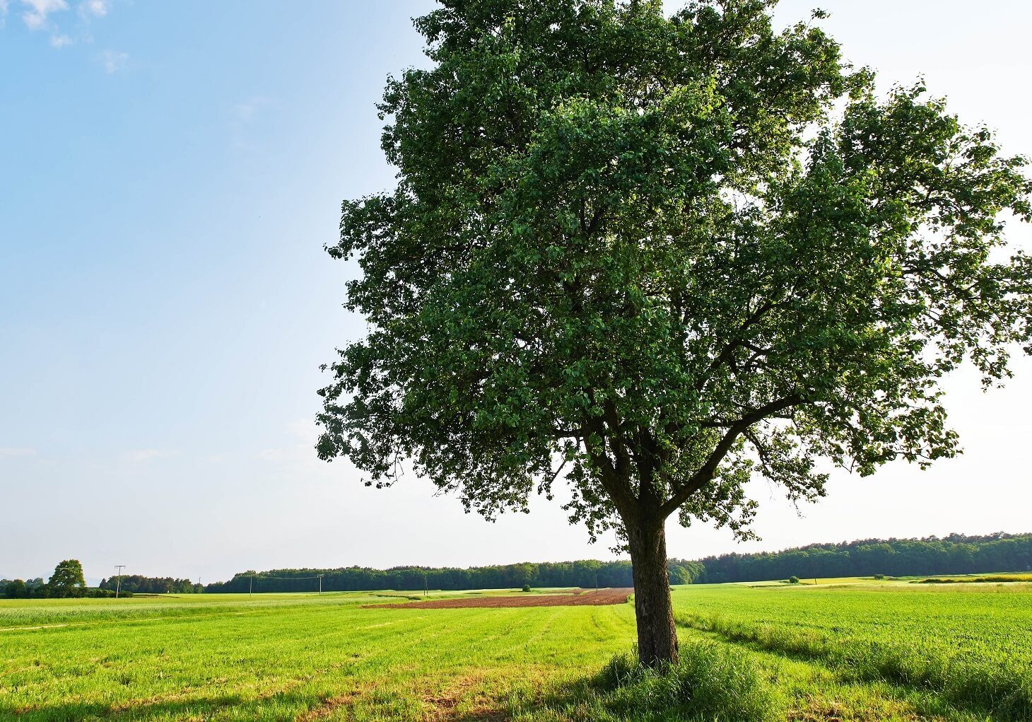 Healthy Tree