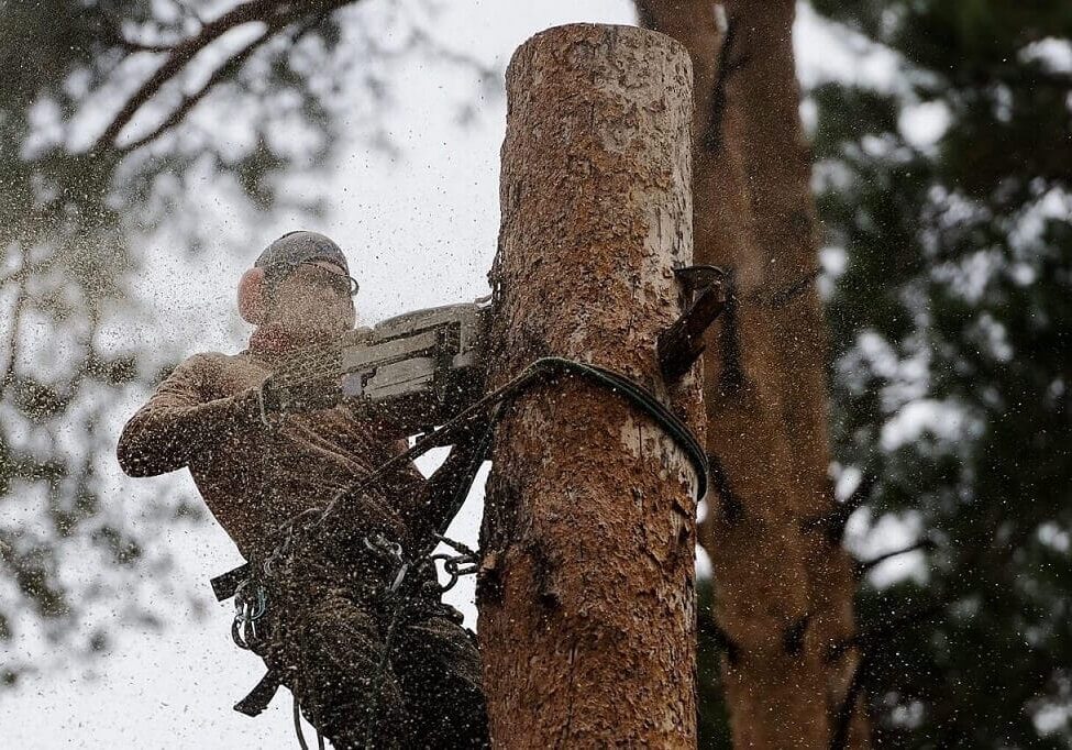 Cutting a tree with a chainsaw
